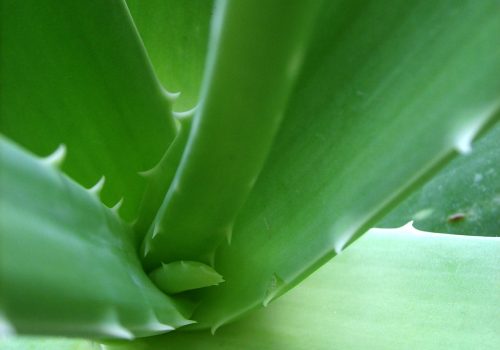 Aloe vera plant